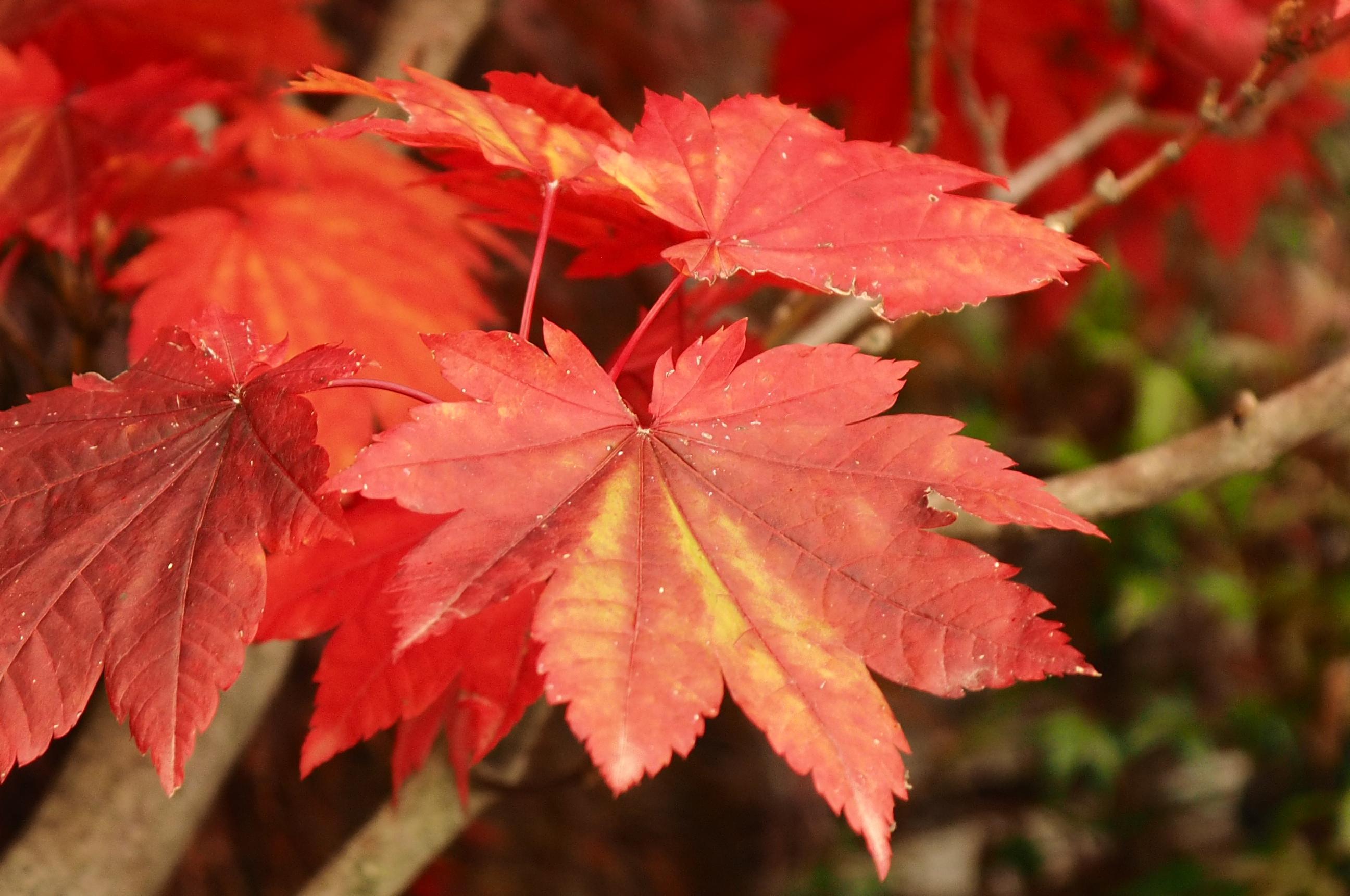 Acer japonicum 'Vitifolium' autumn leaf