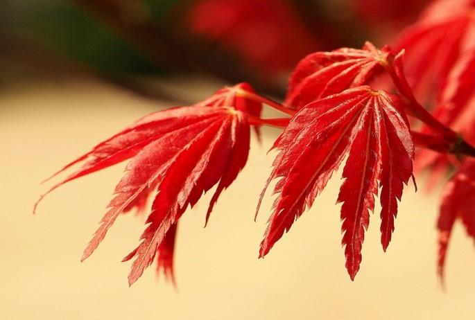 Looking for adding colour to your garden?
See our red-leaved varieties