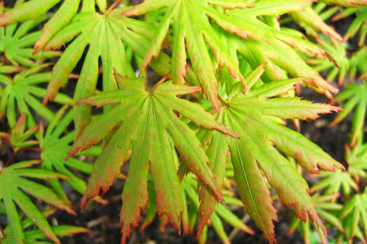 Acer palmatum 'Green Trompenburg' spring leaves