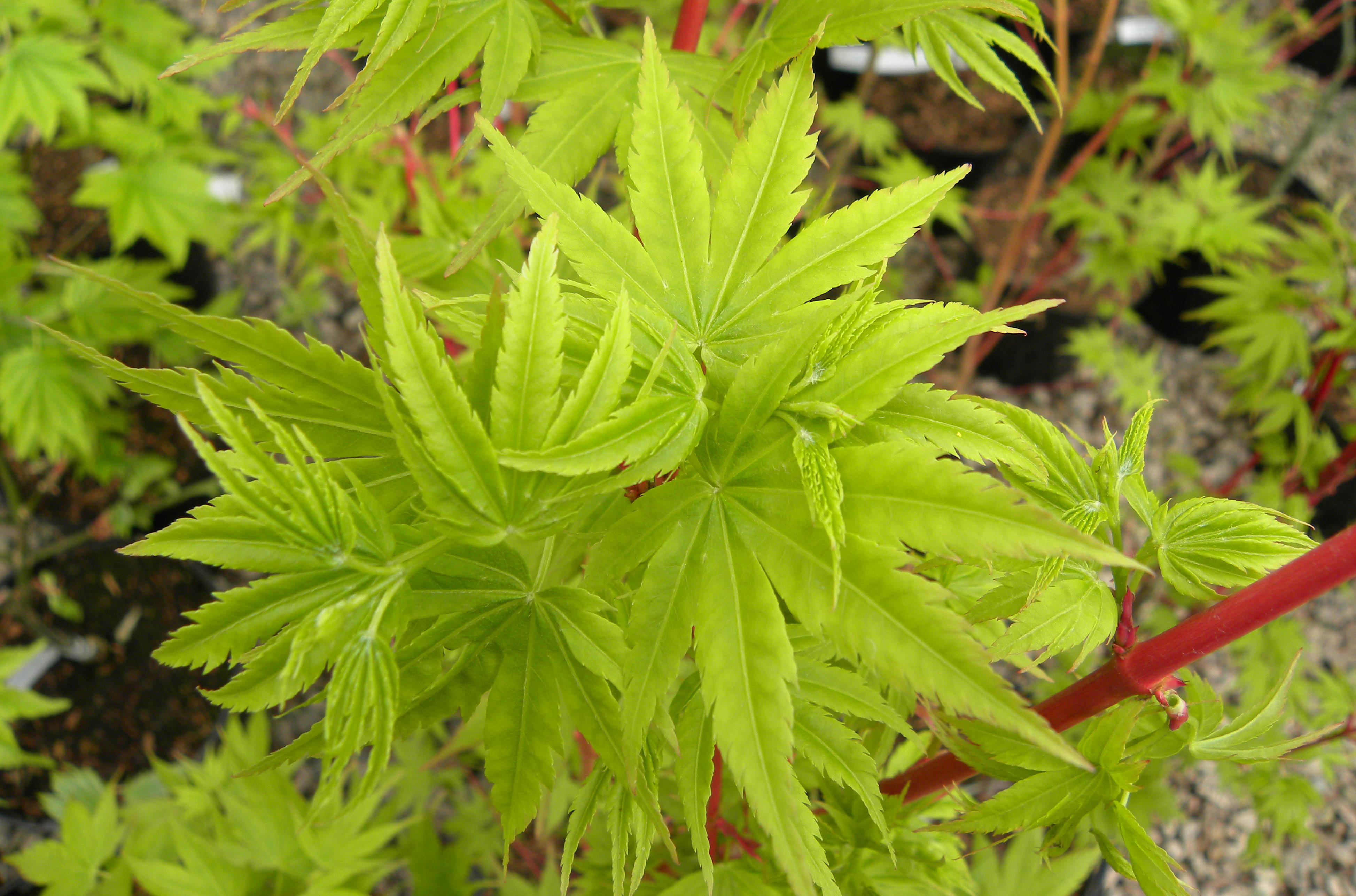 Acer palmatum 'Sango kaku' spring leaf