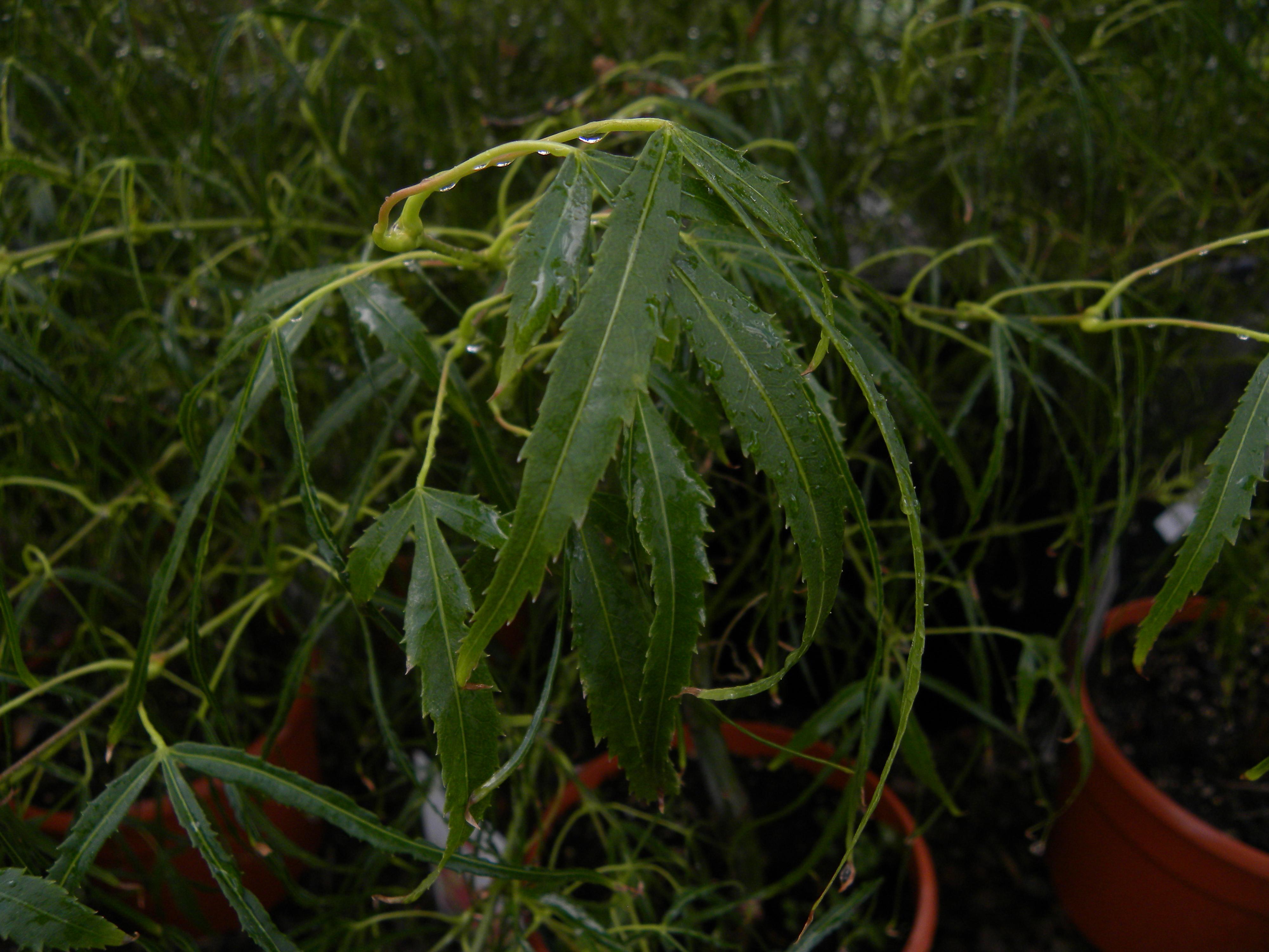 Acer palmatum 'Koto no ito' in summer