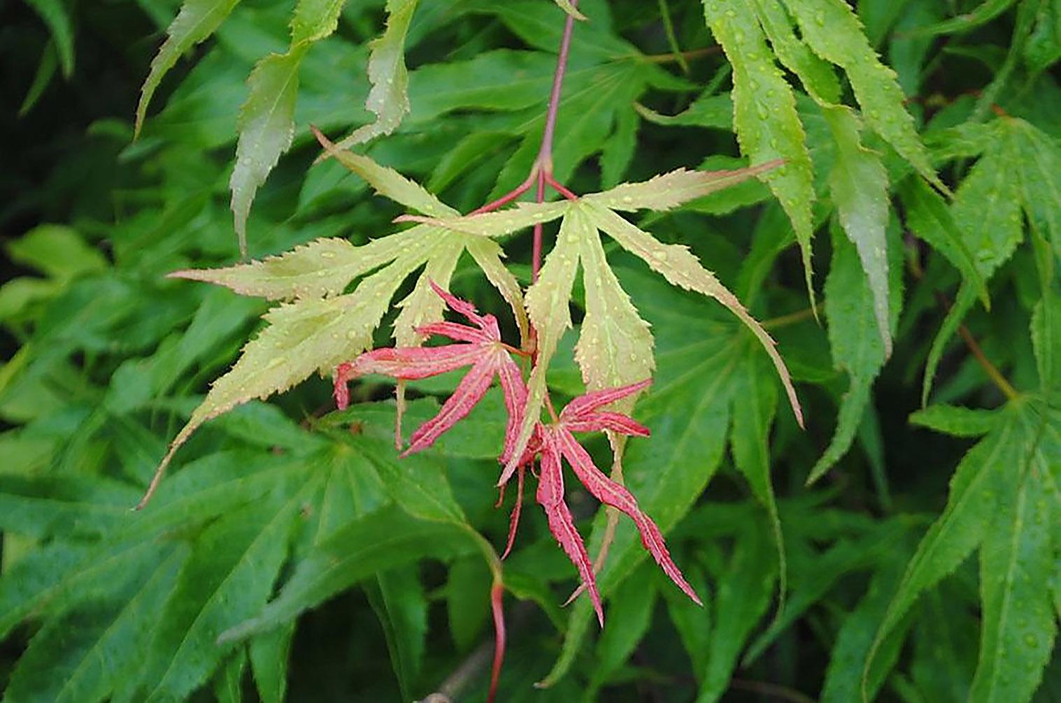 Acer palmatum 'Nishiki momiji'