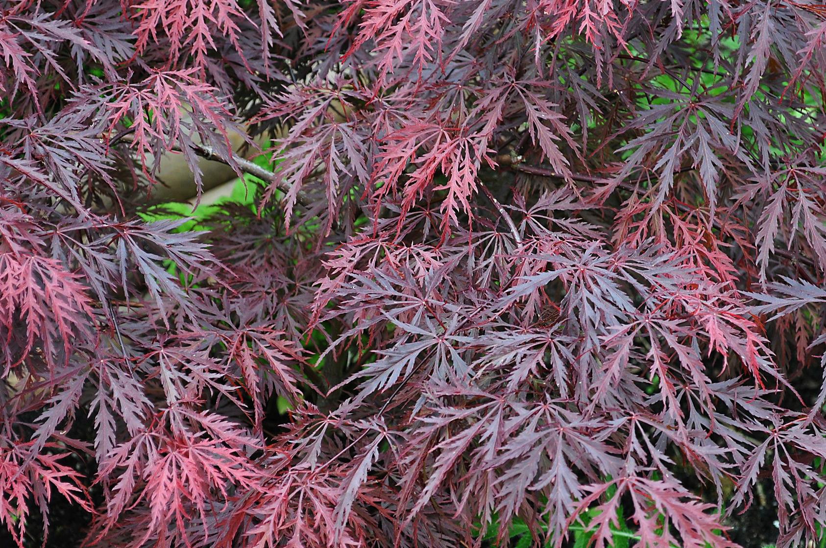 Acer palmatum Diss.'Crimson Princess'