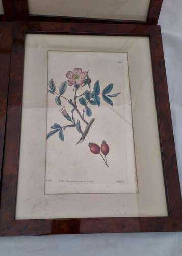 Framed Original Engraving Print The Botanical Register, Rose pl 430, 1820