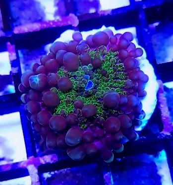 Purple Ricordea yuma mushroom marine coral