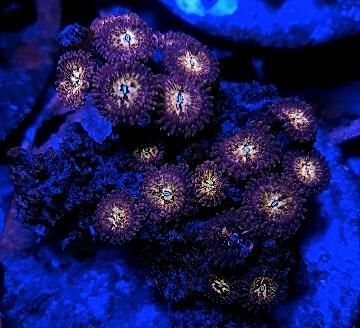 Speckled zoanthids marine coral