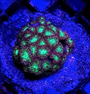 Pink blastomussa marine corals