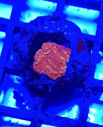 Marine coral starburst Montipora