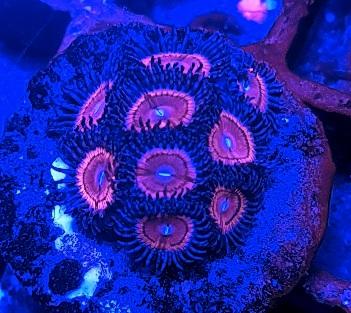 Pink and blue zoanthids marine coral