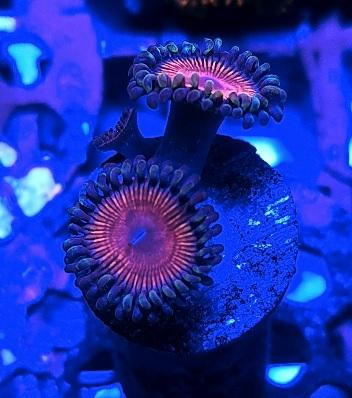 Cotton candy zoanthids marine coral