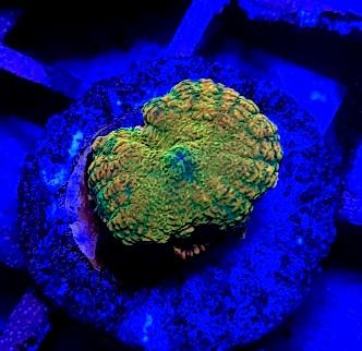 Orange/yellow rhodactis mushroom marine coral