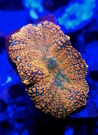 Red Rhodactis Mushroom marine coral