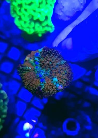 Bounce mushroom marine coral