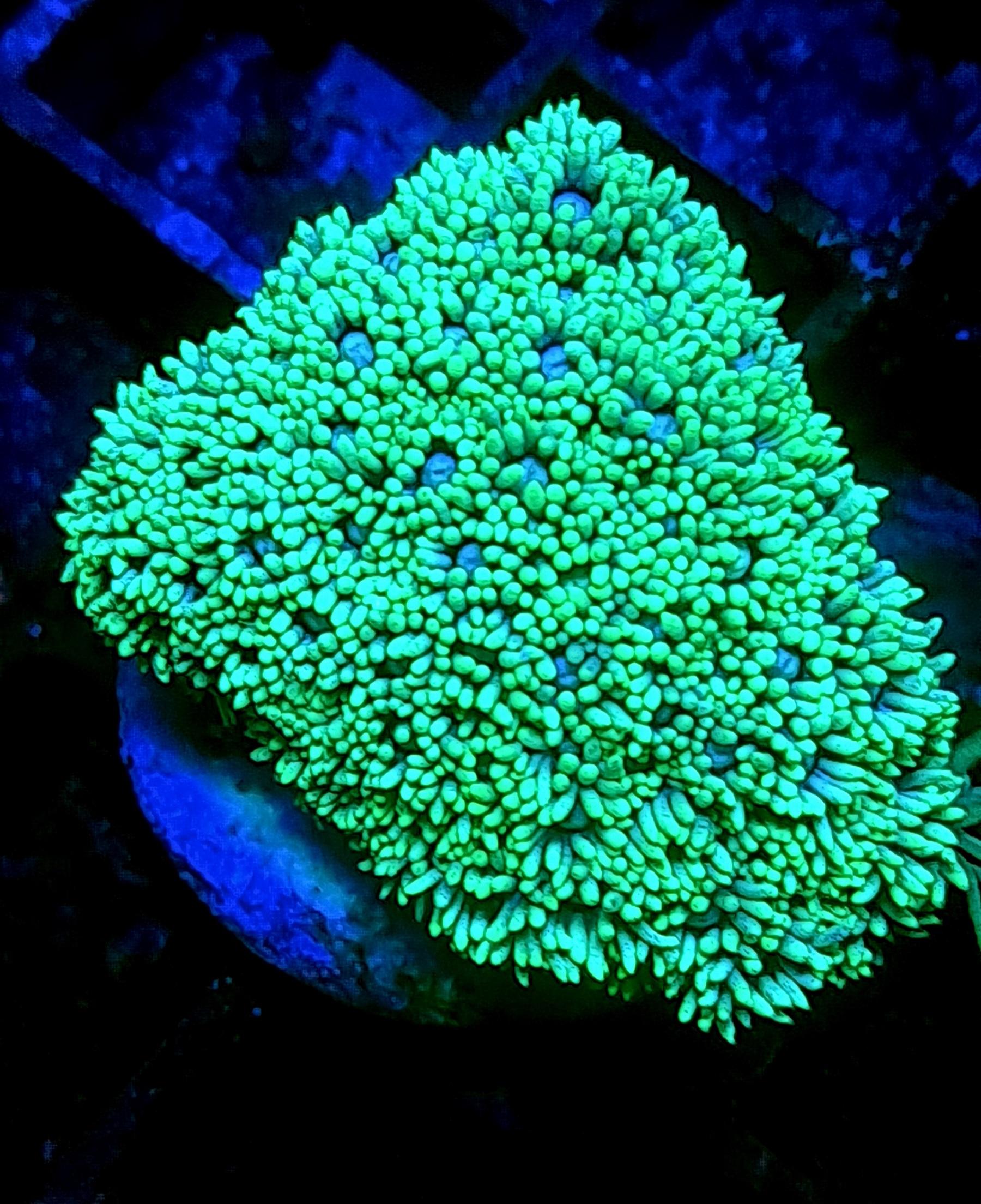 Green Goniopora marine coral