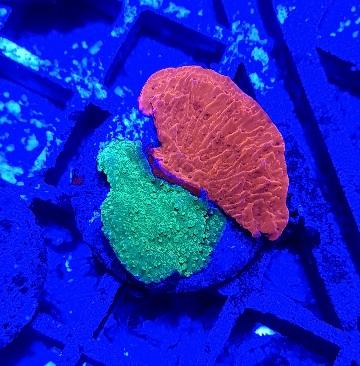 Green Plating Montipora marine coral