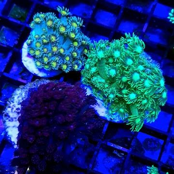 Goniopora marine coral