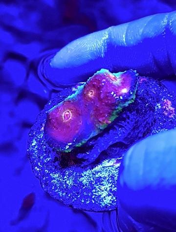 Marine coral Rainbow Chalice