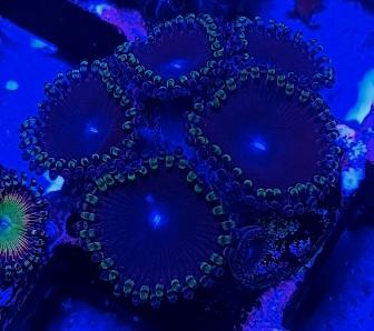 Jokers zoanthids marine corals