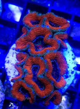 Red Acanthastrea marine coral