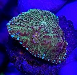 Multi coloured chalice marine coral