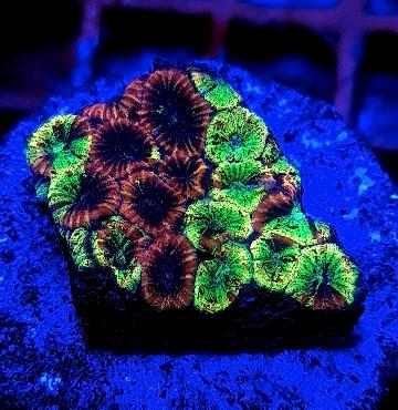 Favia coral marine corals
