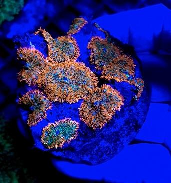 Superman Rhodactis Mushrooms marine corals