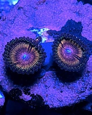 Sweet wink Zoanthids marine coral
