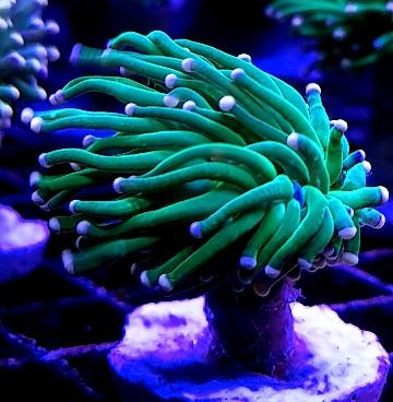 Pink Tip Torch marine coral