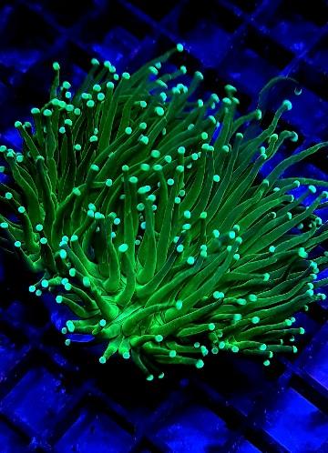 Green Torch marine coral
