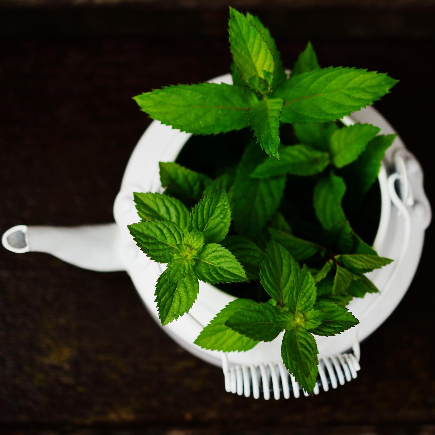 teapot with fresh mint