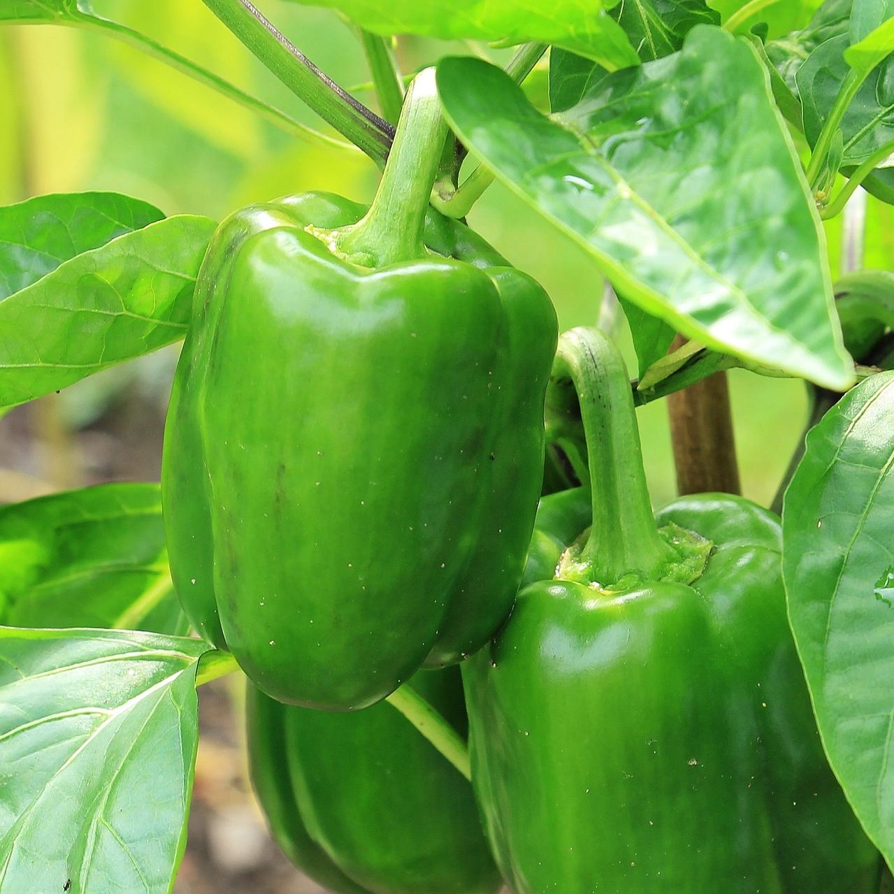 Individual Green Bell Pepper