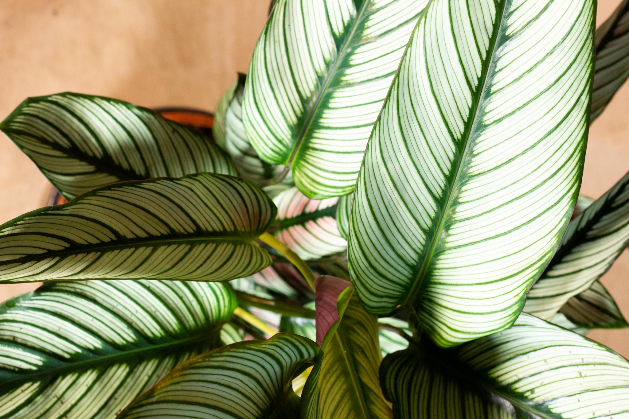 Calathea Majestica White star