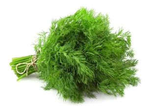 Dill herb