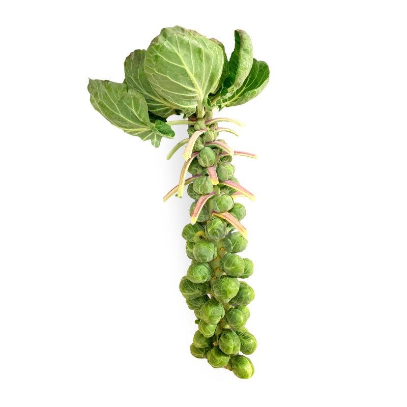 Brussel Sprout Stalks