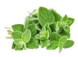 Oregano Herb