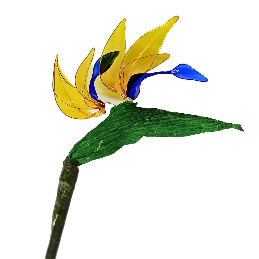 Bird Of Paradise