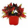 Poinsettia resin dip image