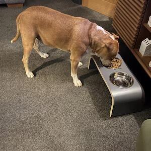 New feeder for 9 year old Staffy